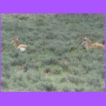 2 Antelope.jpg